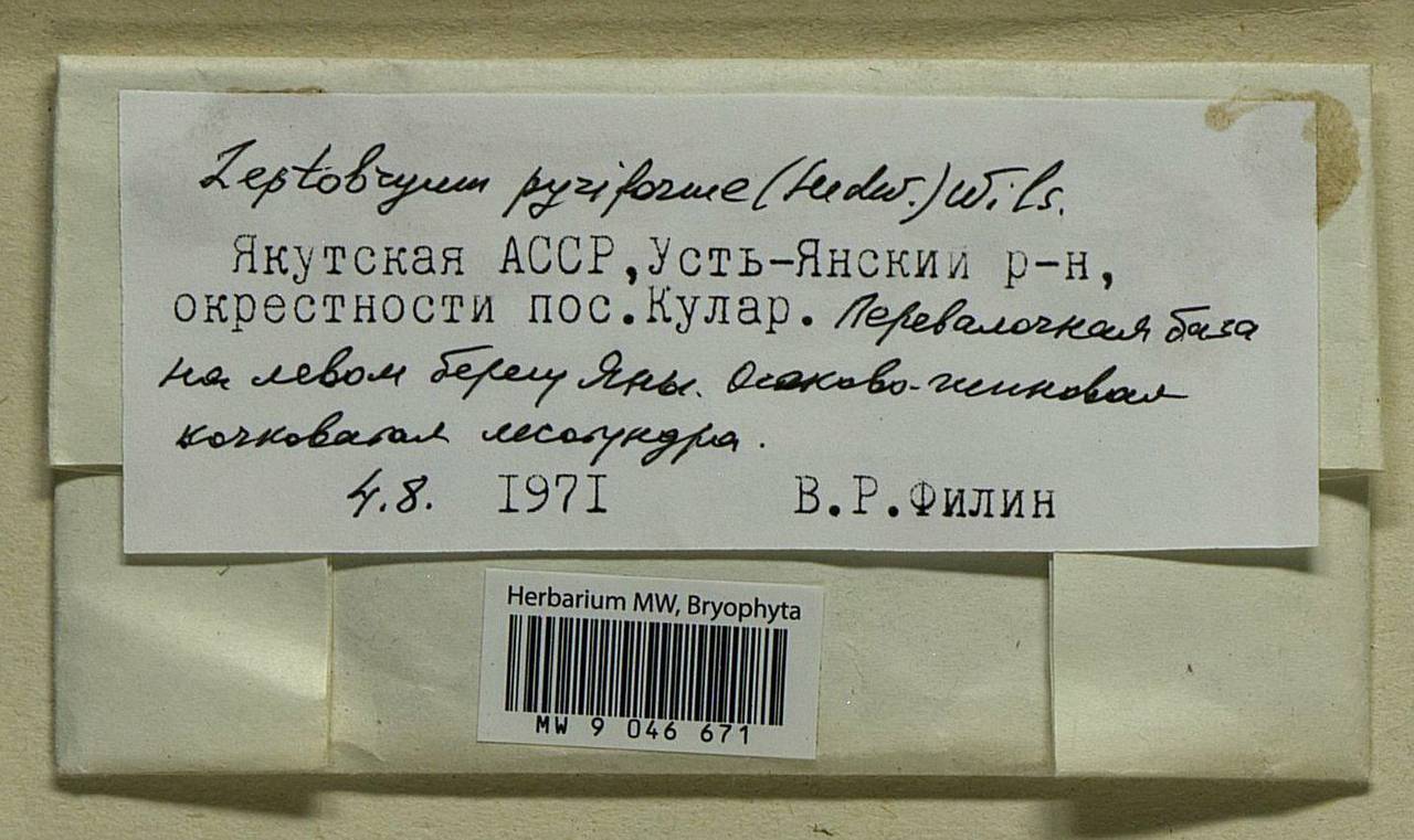 Leptobryum pyriforme (Hedw.) Wilson, Гербарий мохообразных, Мхи - Якутия (B19) (Россия)