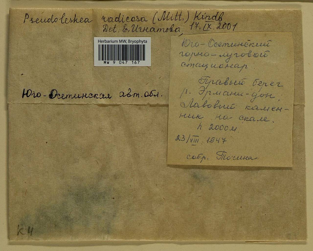 Lescuraea radicosa (Mitt.) Mönk., Гербарий мохообразных, Мхи - Закавказье (B13) (Южная Осетия)