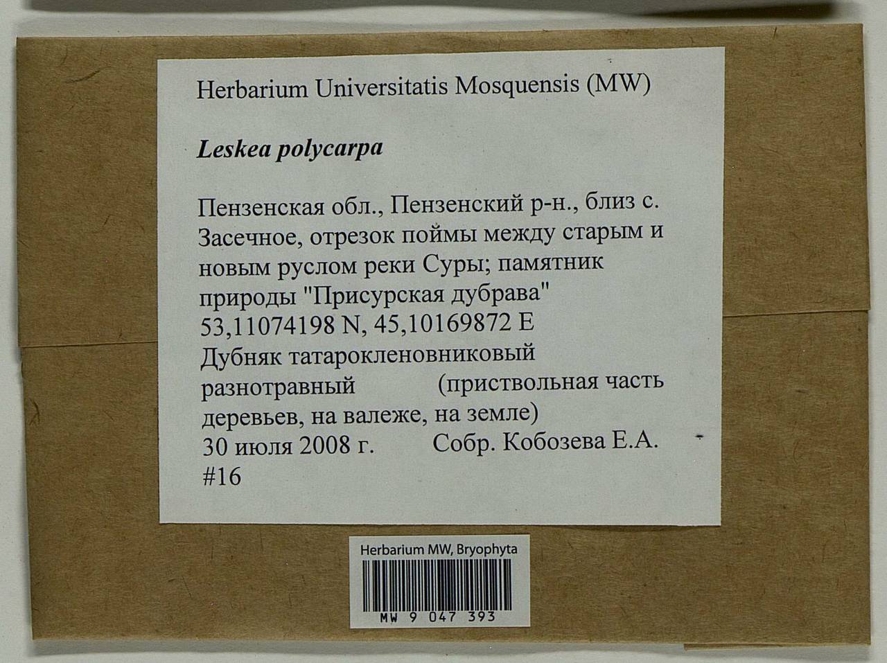 Leskea polycarpa Hedw., Гербарий мохообразных, Мхи - Среднее Поволжье (B9) (Россия)