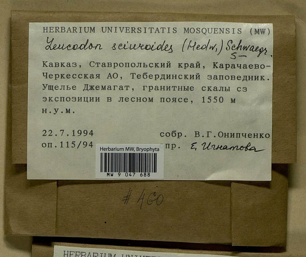 Leucodon sciuroides (Hedw.) Schwägr., Гербарий мохообразных, Мхи - Северный Кавказ и Предкавказье (B12) (Россия)