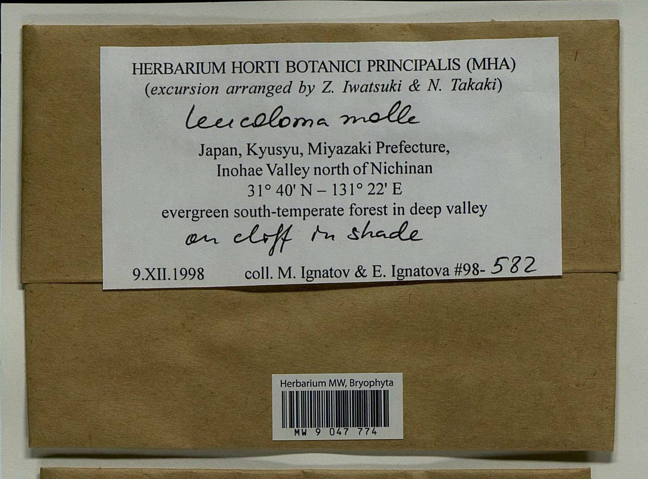 Leucoloma molle (Müll. Hal.) Mitt., Гербарий мохообразных, Мхи - Азия (вне границ бывшего СССР) (BAs) (Япония)