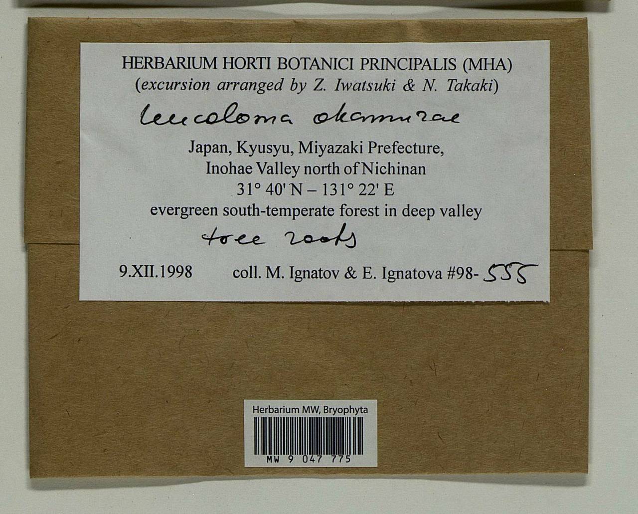Leucoloma molle (Müll. Hal.) Mitt., Гербарий мохообразных, Мхи - Азия (вне границ бывшего СССР) (BAs) (Япония)