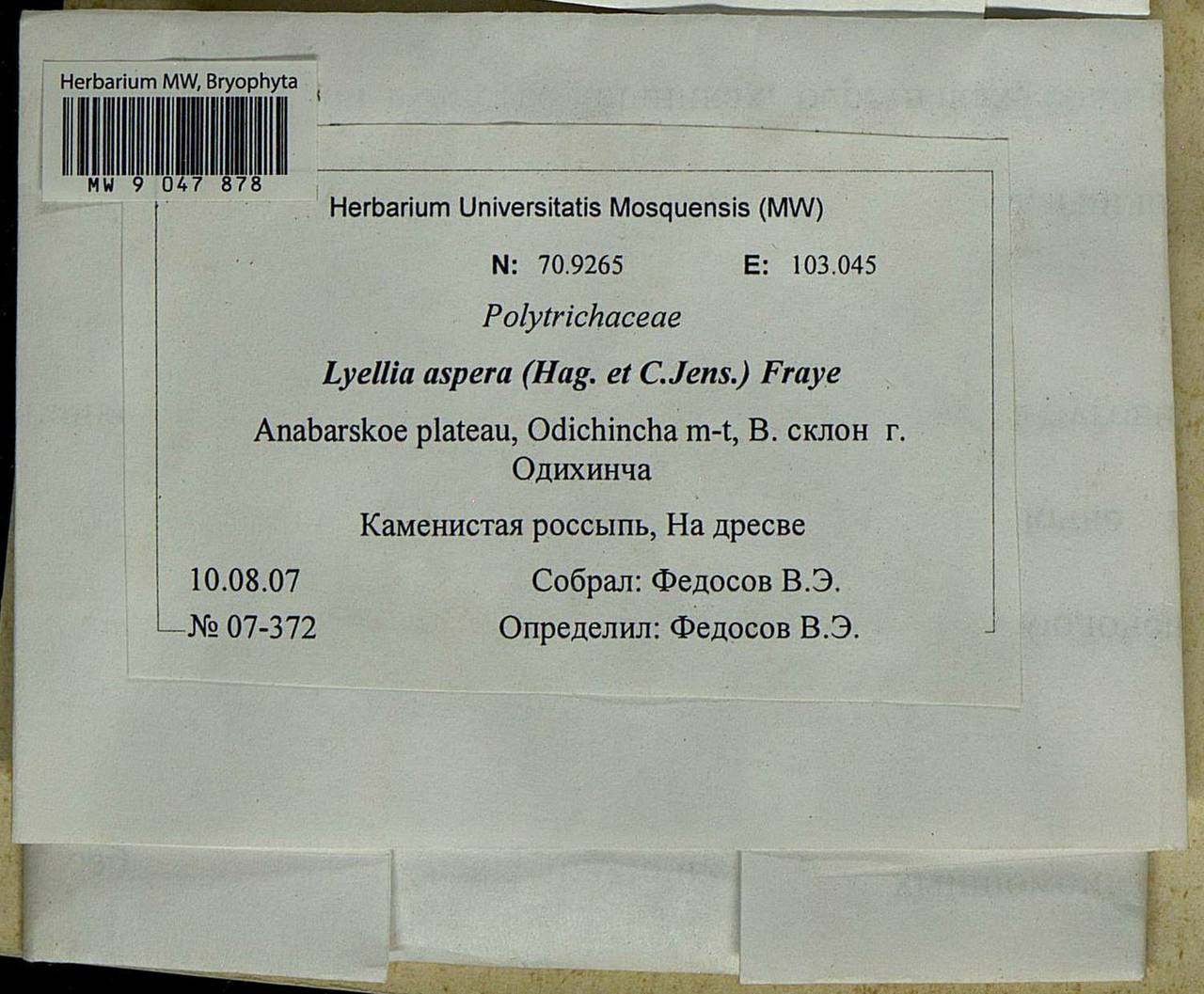 Lyellia aspera (I. Hagen & C.E.O. Jensen) Frye, Гербарий мохообразных, Мхи - Красноярский край, Тыва и Хакасия (B17) (Россия)