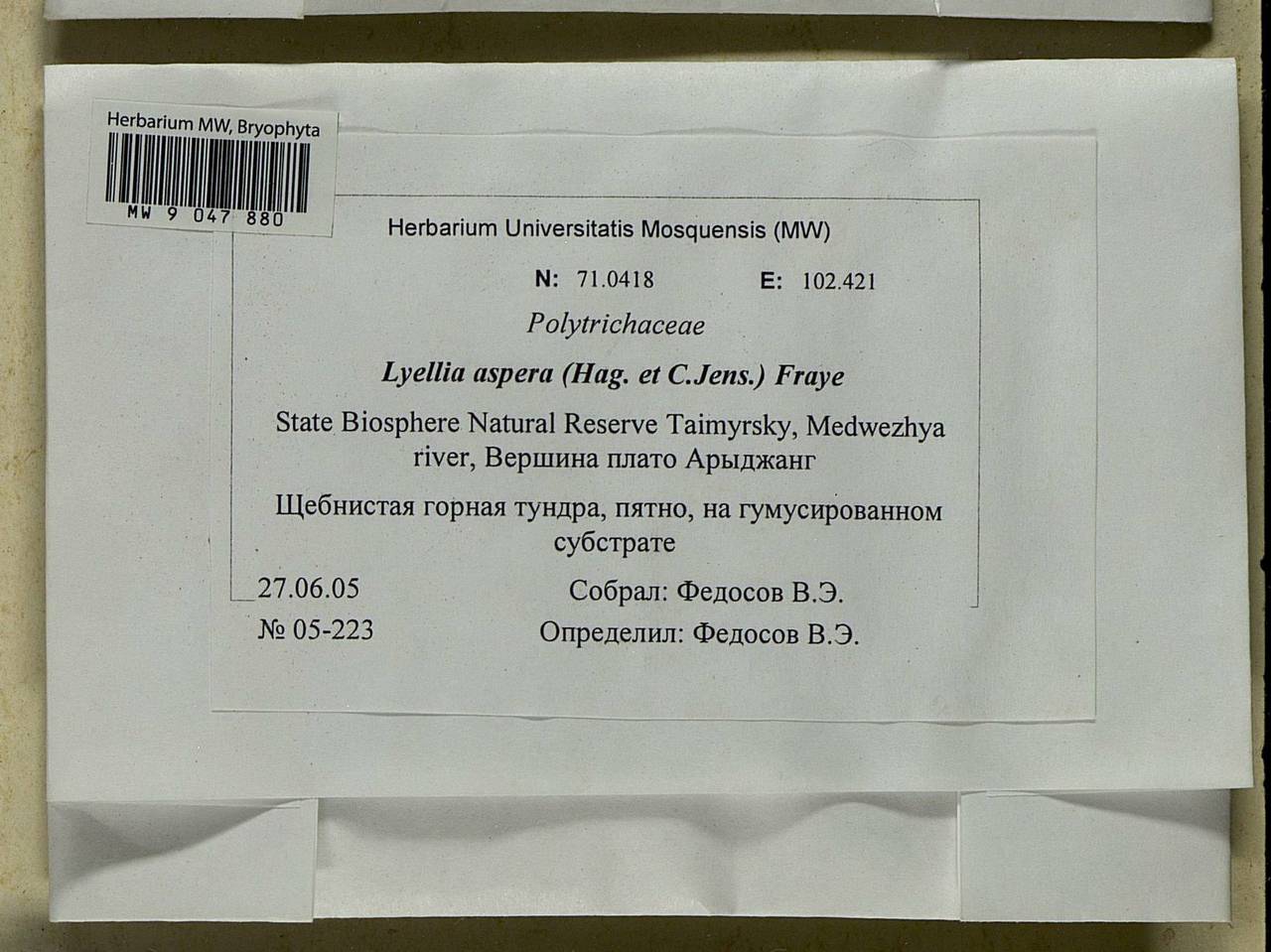 Lyellia aspera (I. Hagen & C.E.O. Jensen) Frye, Гербарий мохообразных, Мхи - Красноярский край, Тыва и Хакасия (B17) (Россия)