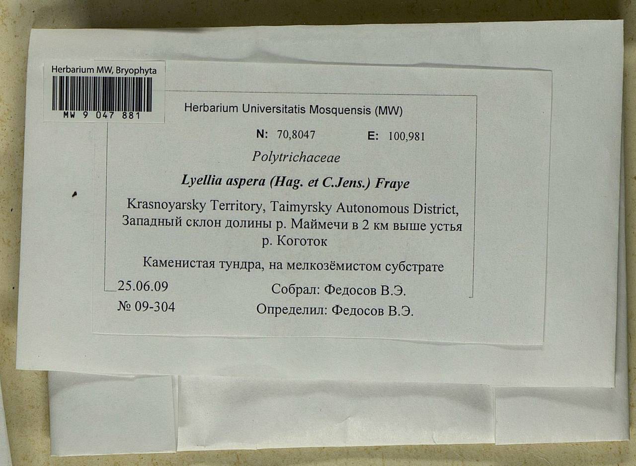 Lyellia aspera (I. Hagen & C.E.O. Jensen) Frye, Гербарий мохообразных, Мхи - Красноярский край, Тыва и Хакасия (B17) (Россия)