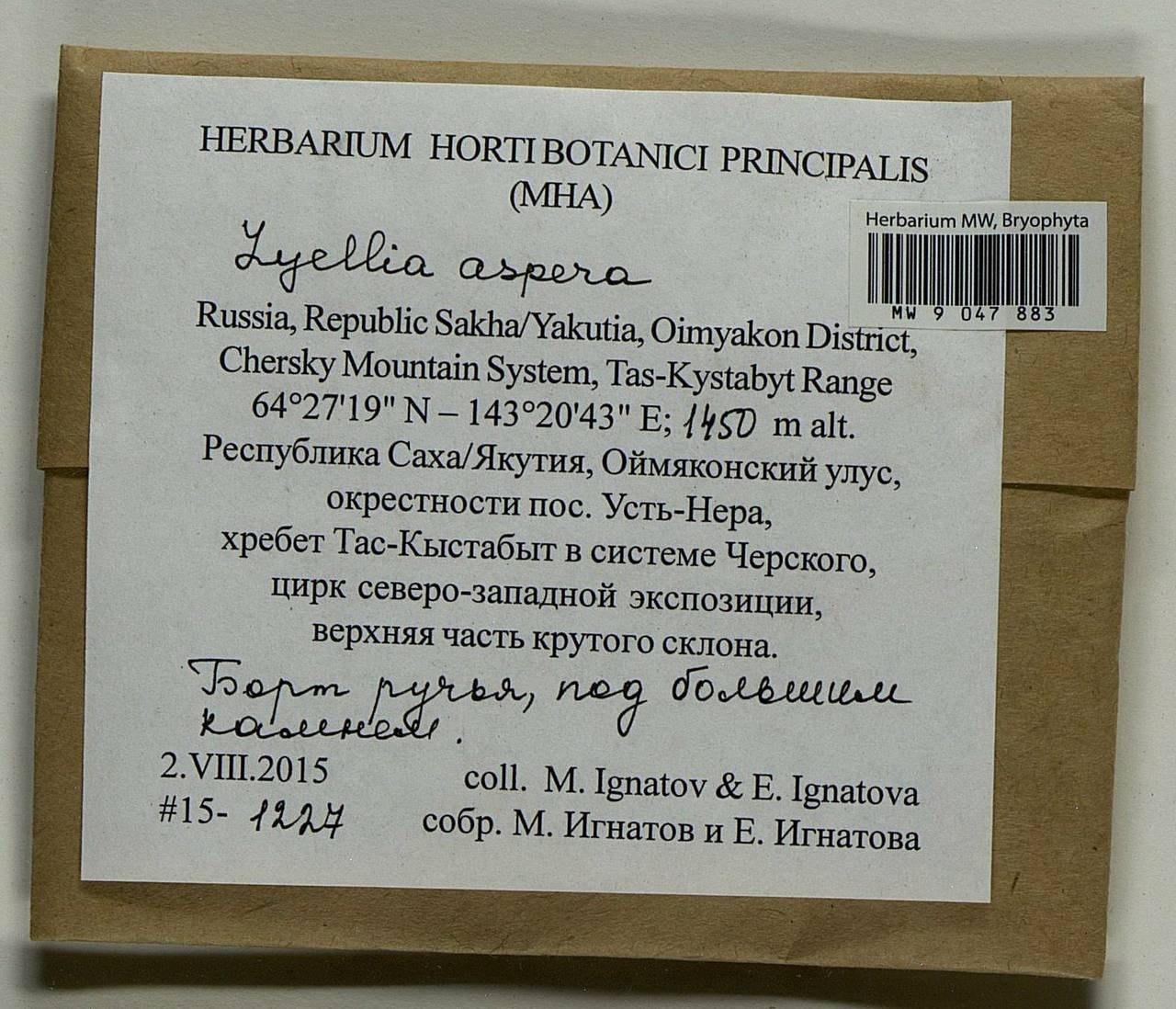 Lyellia aspera (I. Hagen & C.E.O. Jensen) Frye, Гербарий мохообразных, Мхи - Якутия (B19) (Россия)