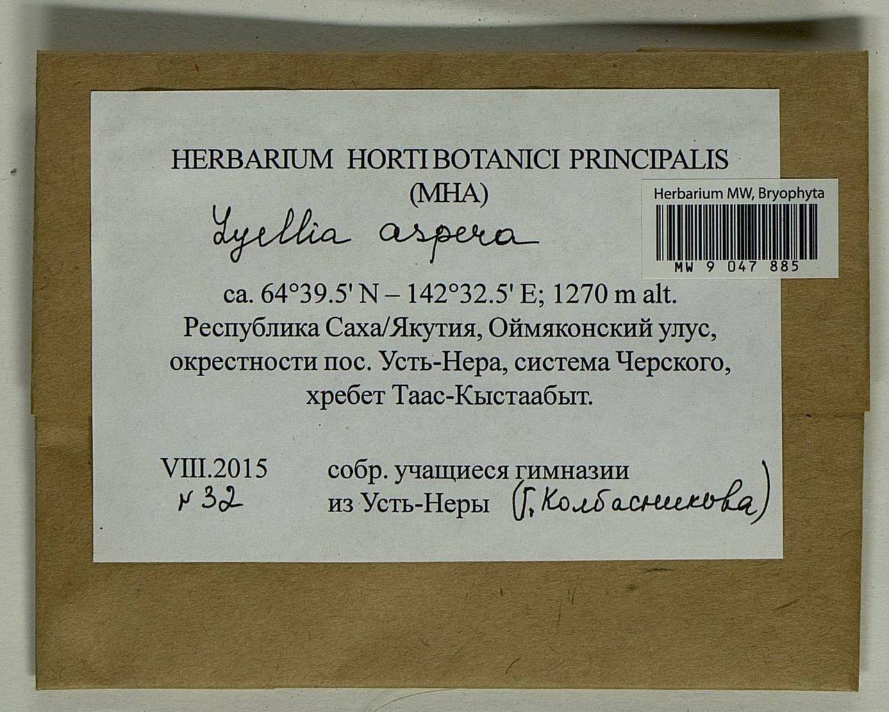 Lyellia aspera (I. Hagen & C.E.O. Jensen) Frye, Гербарий мохообразных, Мхи - Якутия (B19) (Россия)