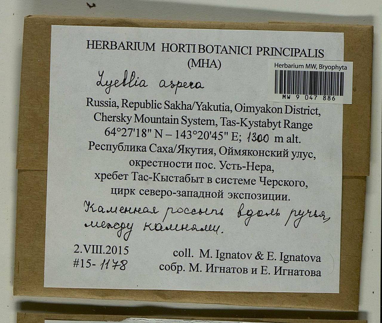 Lyellia aspera (I. Hagen & C.E.O. Jensen) Frye, Гербарий мохообразных, Мхи - Якутия (B19) (Россия)