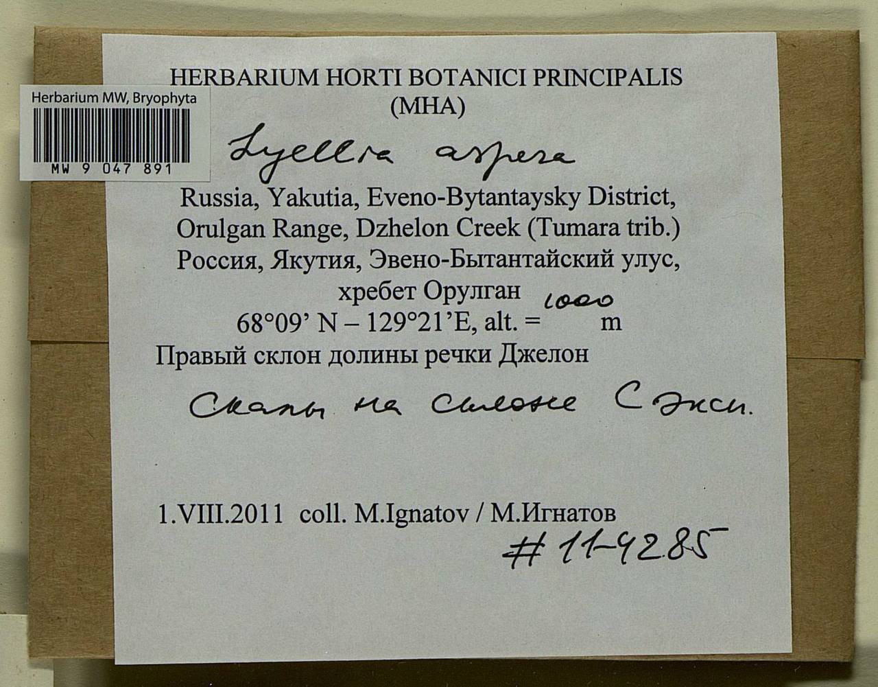 Lyellia aspera (I. Hagen & C.E.O. Jensen) Frye, Гербарий мохообразных, Мхи - Якутия (B19) (Россия)