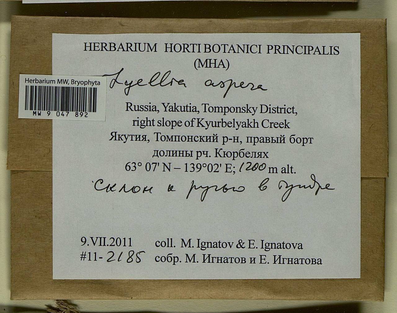 Lyellia aspera (I. Hagen & C.E.O. Jensen) Frye, Гербарий мохообразных, Мхи - Якутия (B19) (Россия)