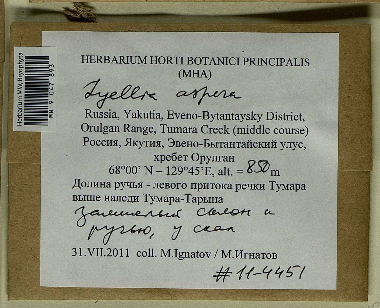 Lyellia aspera (I. Hagen & C.E.O. Jensen) Frye, Гербарий мохообразных, Мхи - Якутия (B19) (Россия)