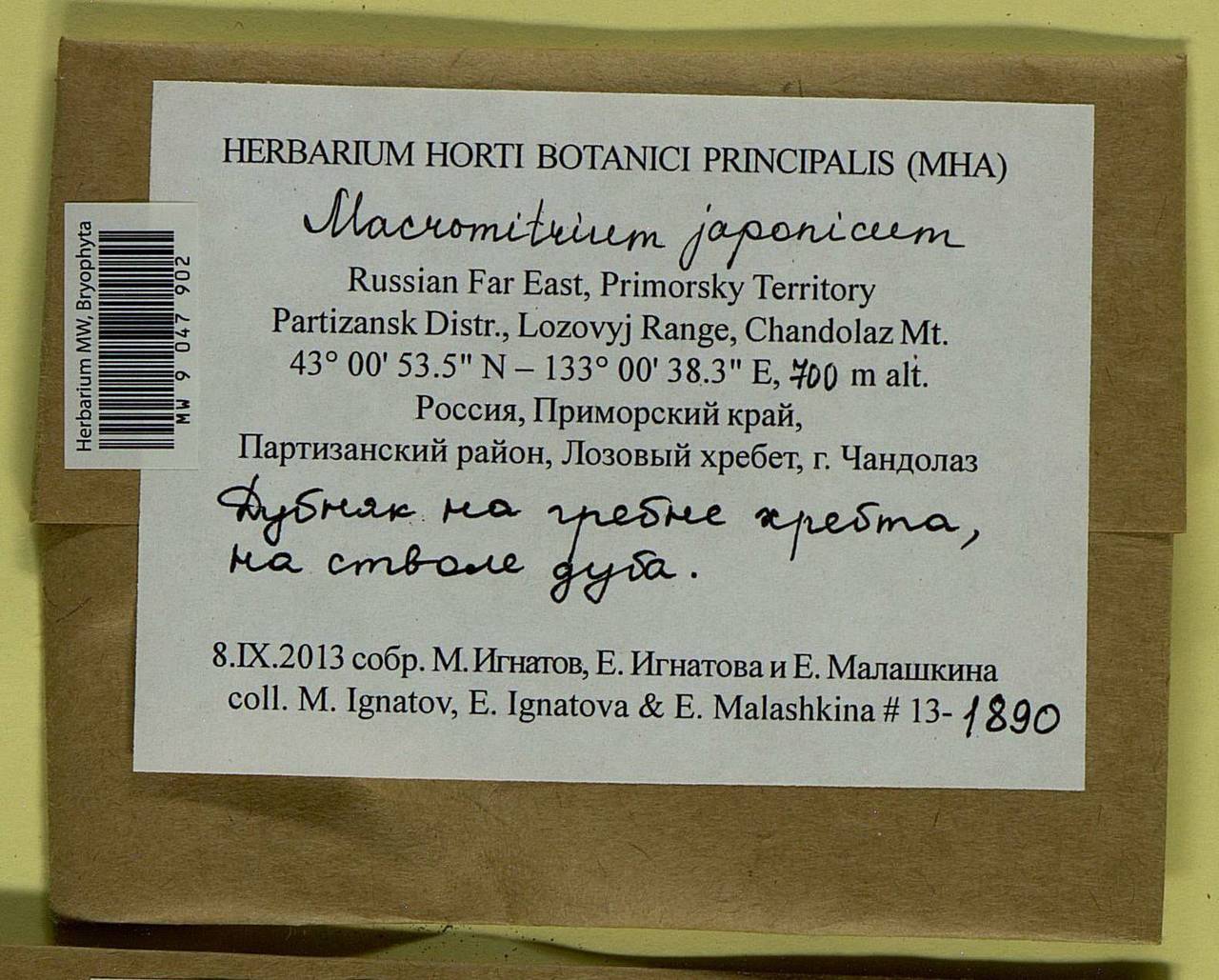 Macromitrium japonicum Dozy & Molk., Гербарий мохообразных, Мхи - Дальний Восток (без Чукотки и Камчатки) (B20) (Россия)