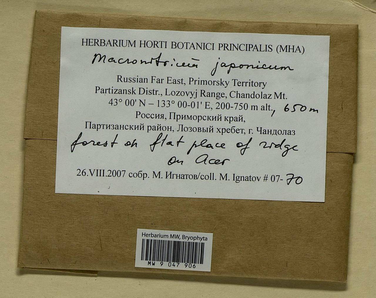 Macromitrium japonicum Dozy & Molk., Гербарий мохообразных, Мхи - Дальний Восток (без Чукотки и Камчатки) (B20) (Россия)
