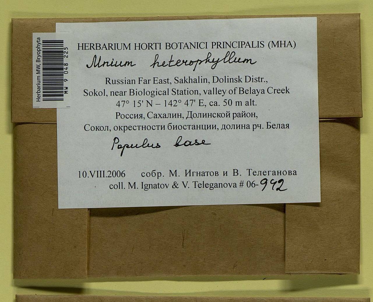 Mnium heterophyllum (Hook.) Schwägr., Гербарий мохообразных, Мхи - Дальний Восток (без Чукотки и Камчатки) (B20) (Россия)