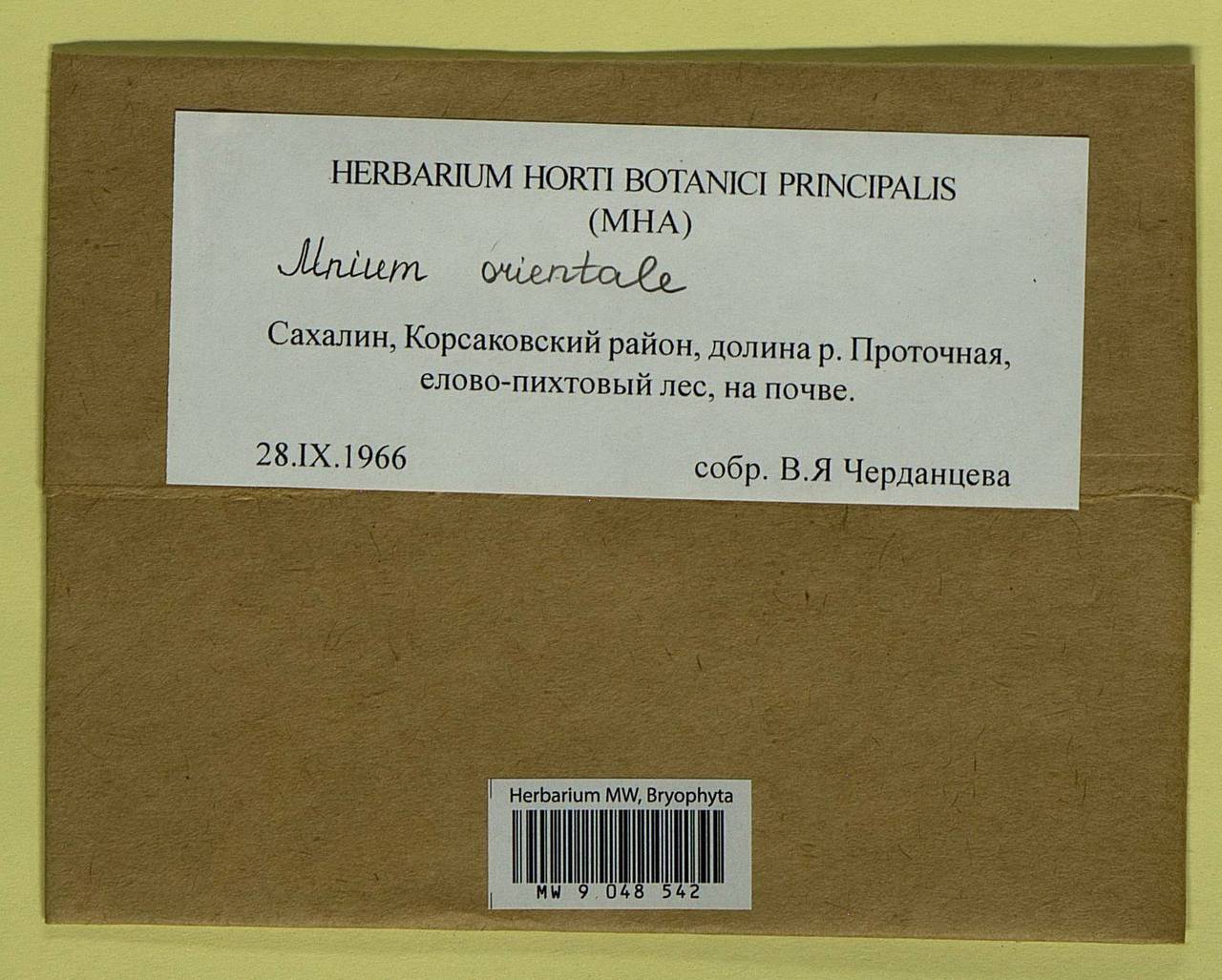 Mnium orientale R.E. Wyatt, Odrzyk. & T.J. Kop., Гербарий мохообразных, Мхи - Дальний Восток (без Чукотки и Камчатки) (B20) (Россия)