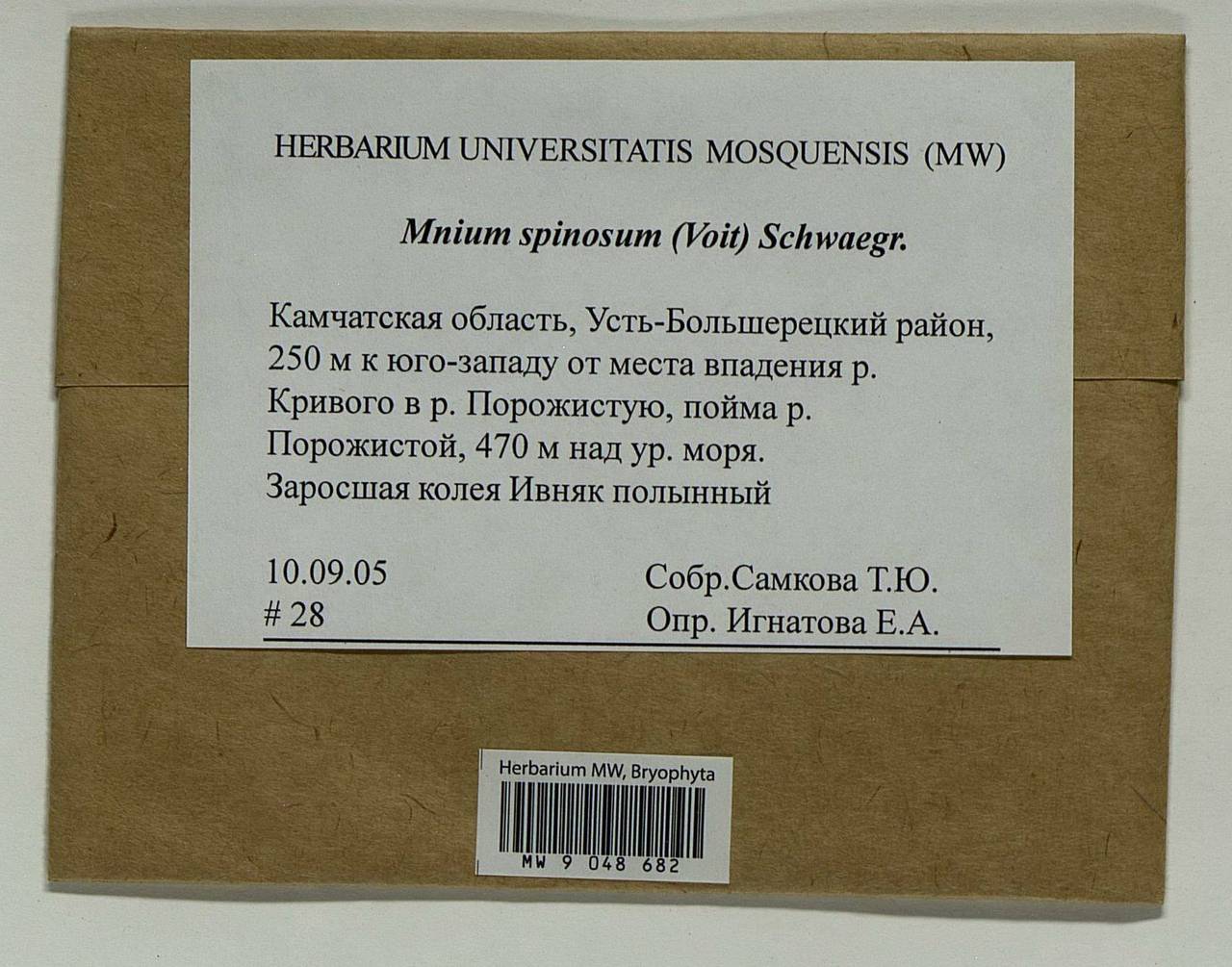 Mnium spinosum (Voit) Schwägr., Гербарий мохообразных, Мхи - Чукотка и Камчатка (B21) (Россия)