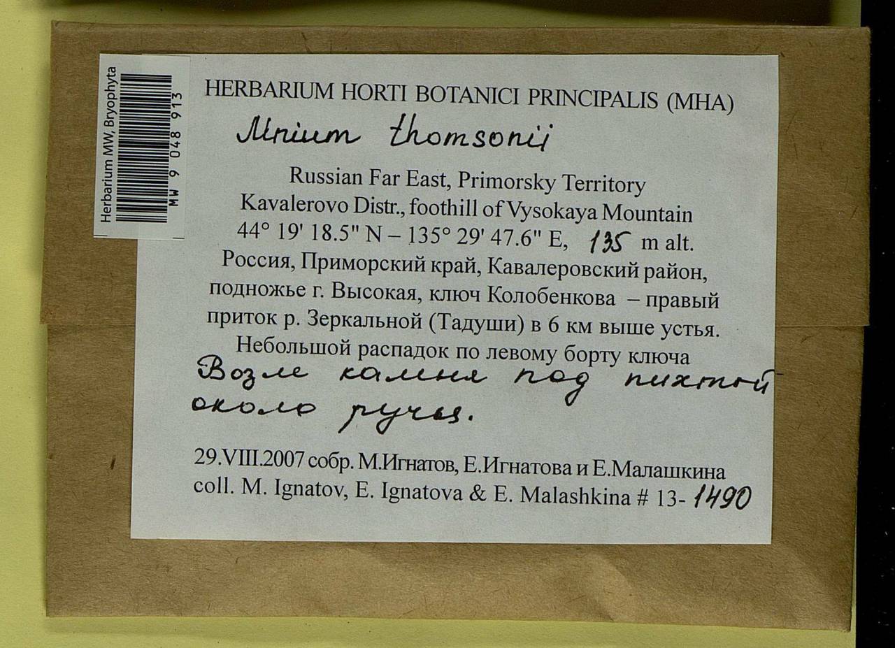 Mnium thomsonii Schimp., Гербарий мохообразных, Мхи - Дальний Восток (без Чукотки и Камчатки) (B20) (Россия)