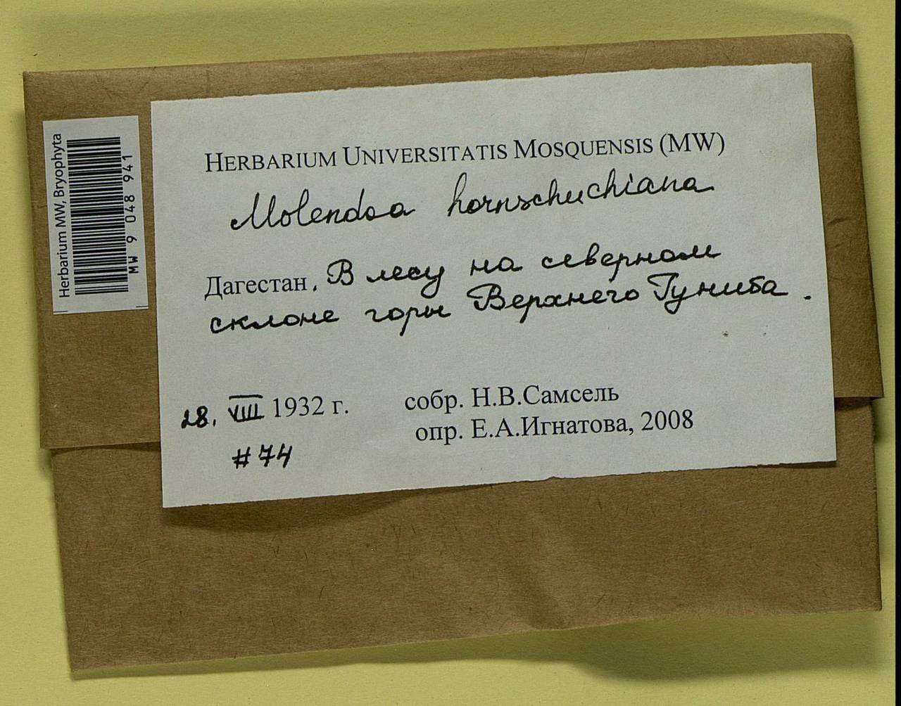 Molendoa hornschuchiana (Hook.) Lindb. ex Limpr., Гербарий мохообразных, Мхи - Северный Кавказ и Предкавказье (B12) (Россия)