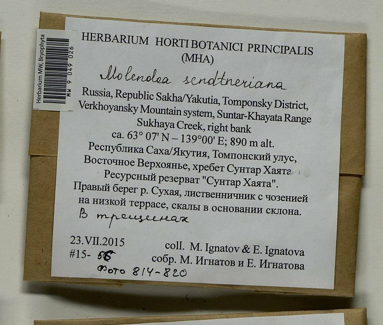 Molendoa sendtneriana (Bruch & Schimp.) Limpr., Гербарий мохообразных, Мхи - Якутия (B19) (Россия)