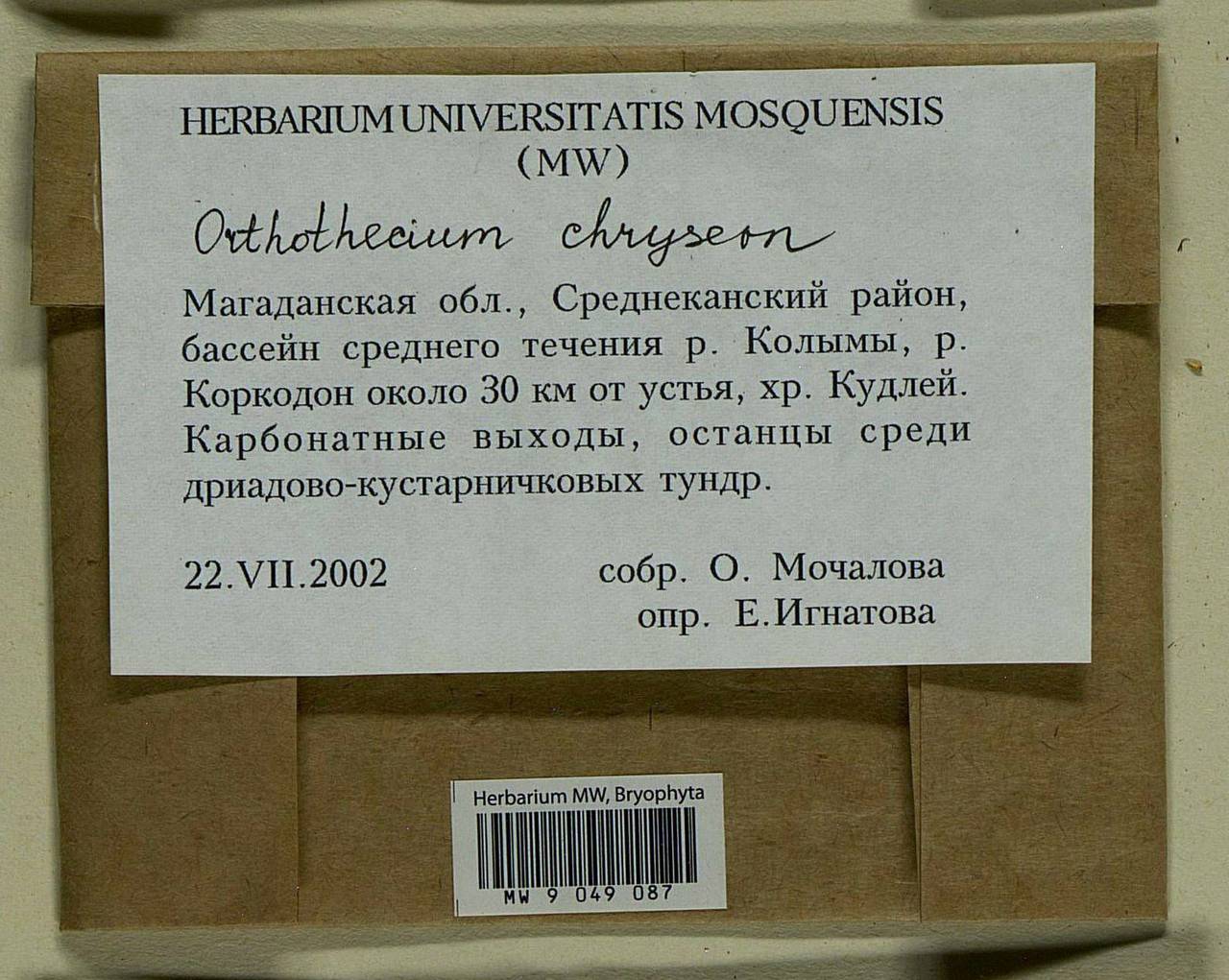 Orthothecium chryseon (Schwägr.) Schimp., Гербарий мохообразных, Мхи - Чукотка и Камчатка (B21) (Россия)