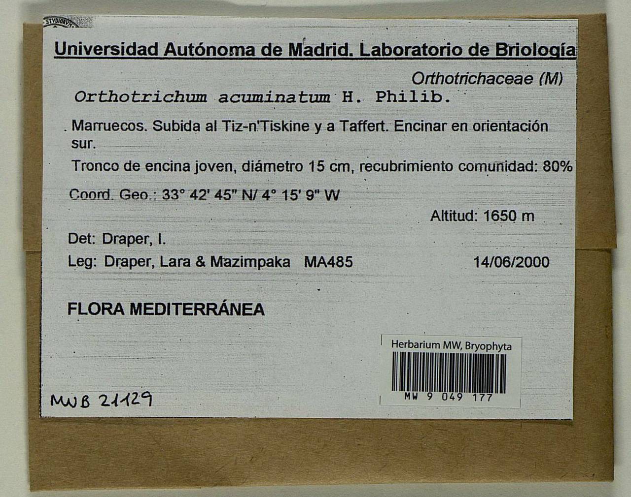 Lewinskya acuminata (H. Philib.) F. Lara, Garilleti & Goffinet, Гербарий мохообразных, Мхи - Африка (BAf) (Марокко)