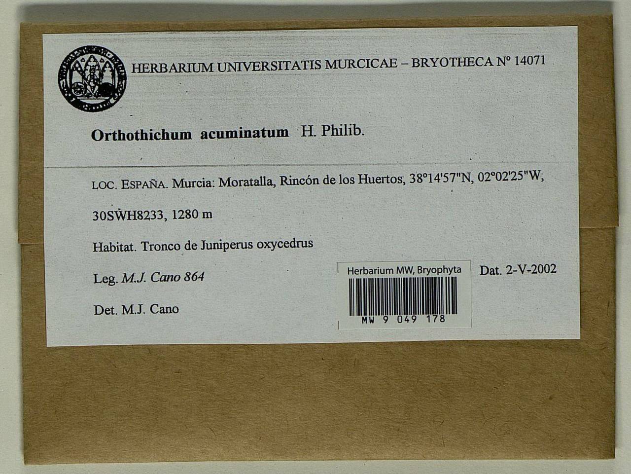 Lewinskya acuminata (H. Philib.) F. Lara, Garilleti & Goffinet, Гербарий мохообразных, Мхи - Западная Европа (BEu) (Испания)