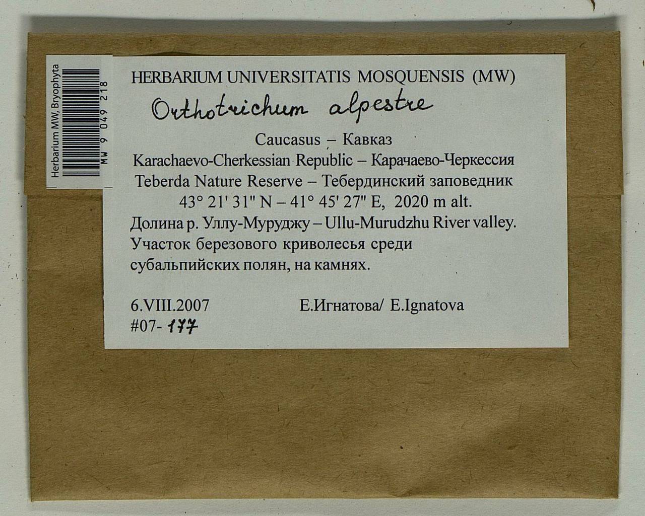 Orthotrichum alpestre Hornsch. ex Bruch & Schimp., Гербарий мохообразных, Мхи - Северный Кавказ и Предкавказье (B12) (Россия)