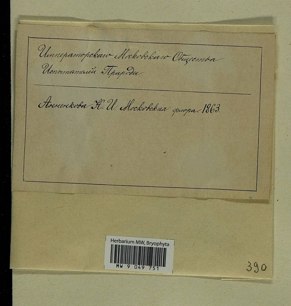 Neckera pennata Hedw., Гербарий мохообразных, Мхи - Москва и Московская область (B6a) (Россия)