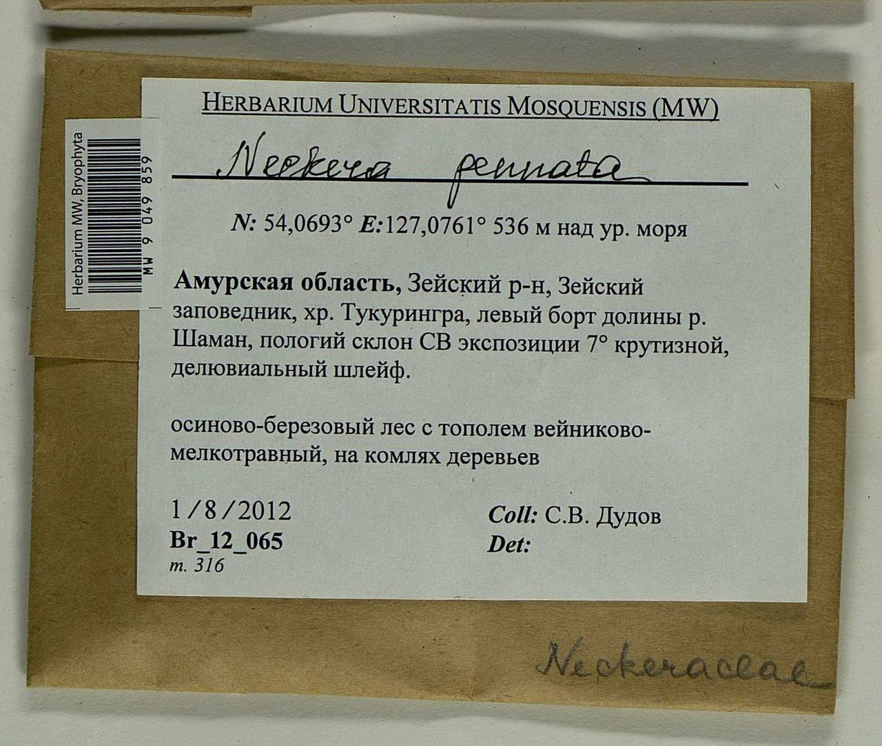 Neckera pennata Hedw., Гербарий мохообразных, Мхи - Дальний Восток (без Чукотки и Камчатки) (B20) (Россия)