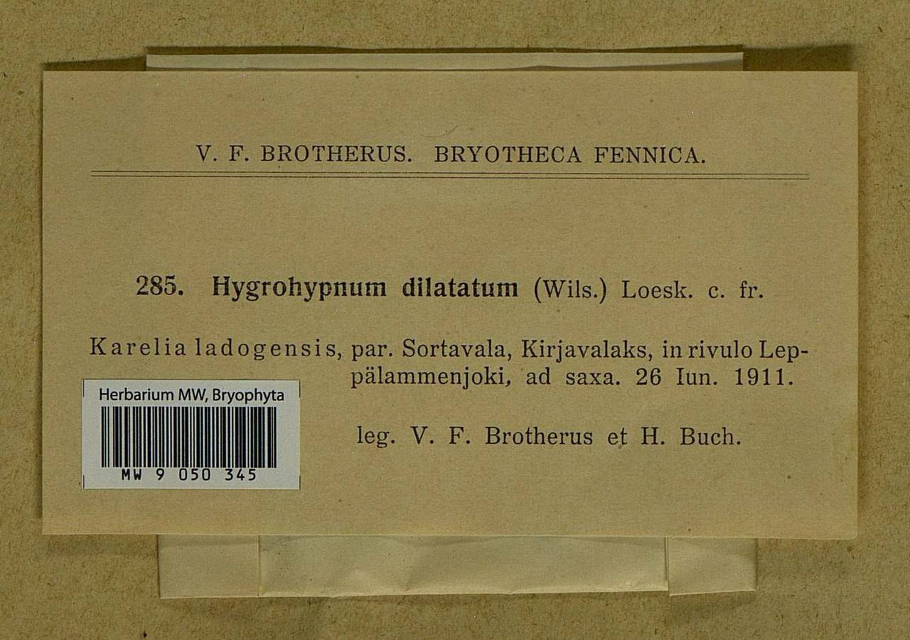 Platyhypnum duriusculum (De Not.) Ochyra, Гербарий мохообразных, Мхи - Карелия, Ленинградская и Мурманская области (B4) (Россия)