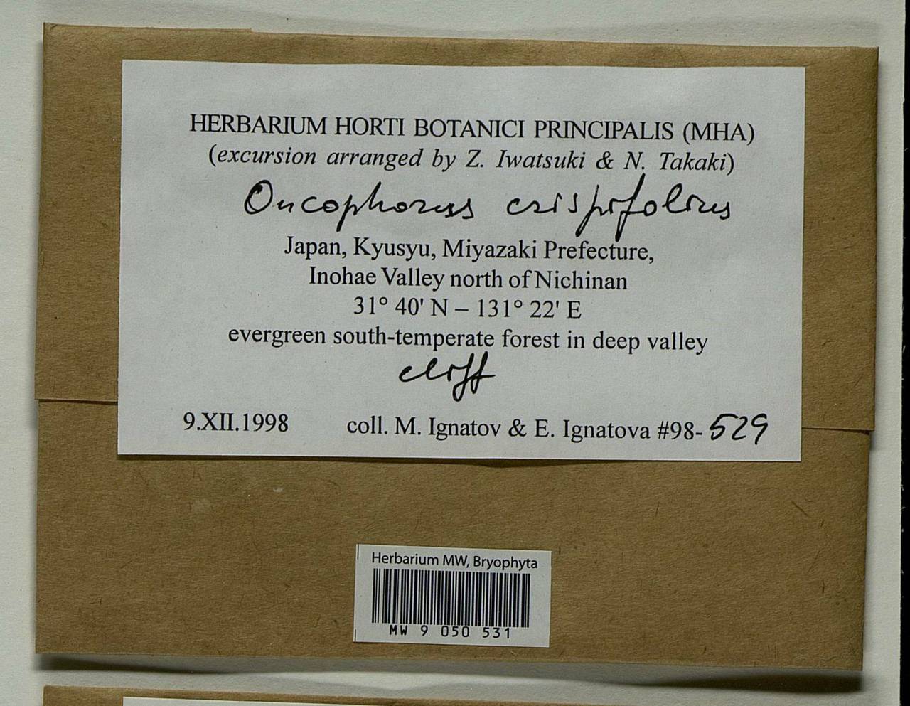 Symblepharis crispifolia (Mitt.) Fedosov, M. Stech & Ignatov, Гербарий мохообразных, Мхи - Азия (вне границ бывшего СССР) (BAs) (Япония)