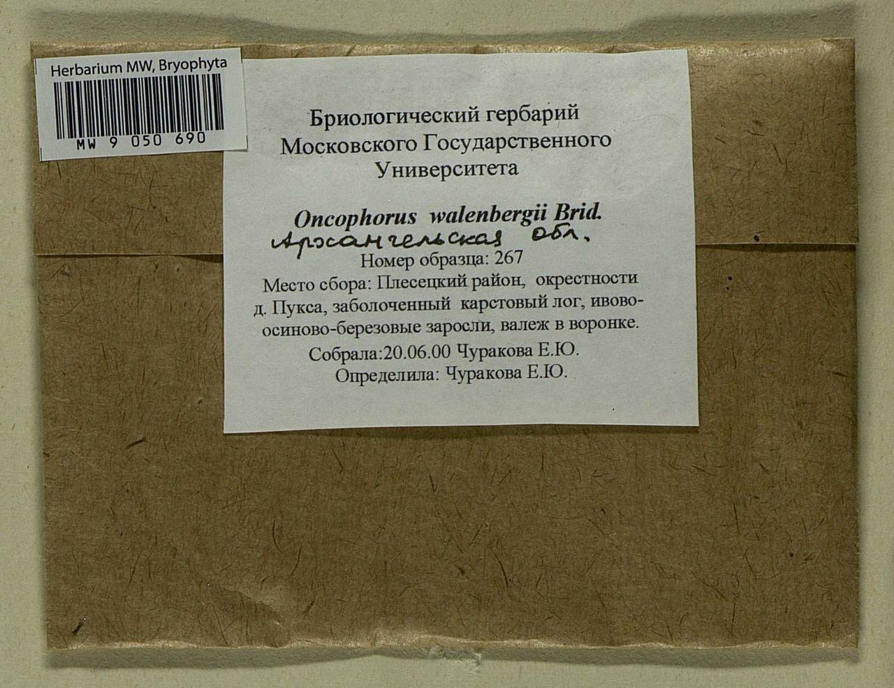Brideliella wahlenbergii (Brid.) Fedosov, M. Stech & Ignatov, Гербарий мохообразных, Мхи - Архангельская и Вологодская области, Коми, Ненецкий АО (B7) (Россия)