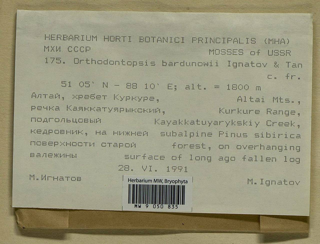 Orthodontium lignicola (Broth.) Da C. Zhang, Гербарий мохообразных, Мхи - Западная Сибирь (включая Алтай) (B15) (Россия)