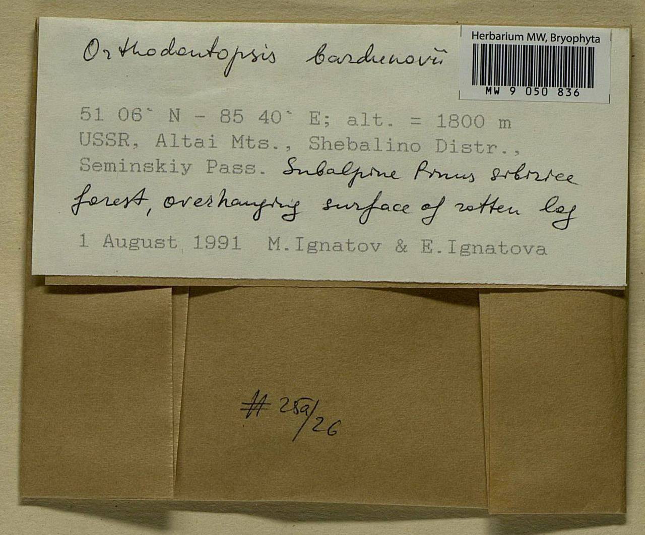 Orthodontium lignicola (Broth.) Da C. Zhang, Гербарий мохообразных, Мхи - Западная Сибирь (включая Алтай) (B15) (Россия)