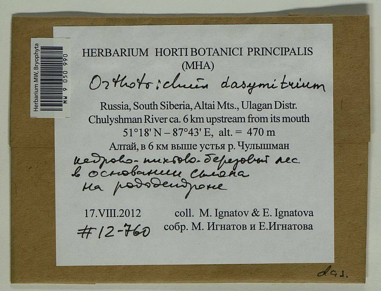 Lewinskya dasymitria (Lewinsky) F. Lara, Garilleti & Goffinet, Гербарий мохообразных, Мхи - Западная Сибирь (включая Алтай) (B15) (Россия)