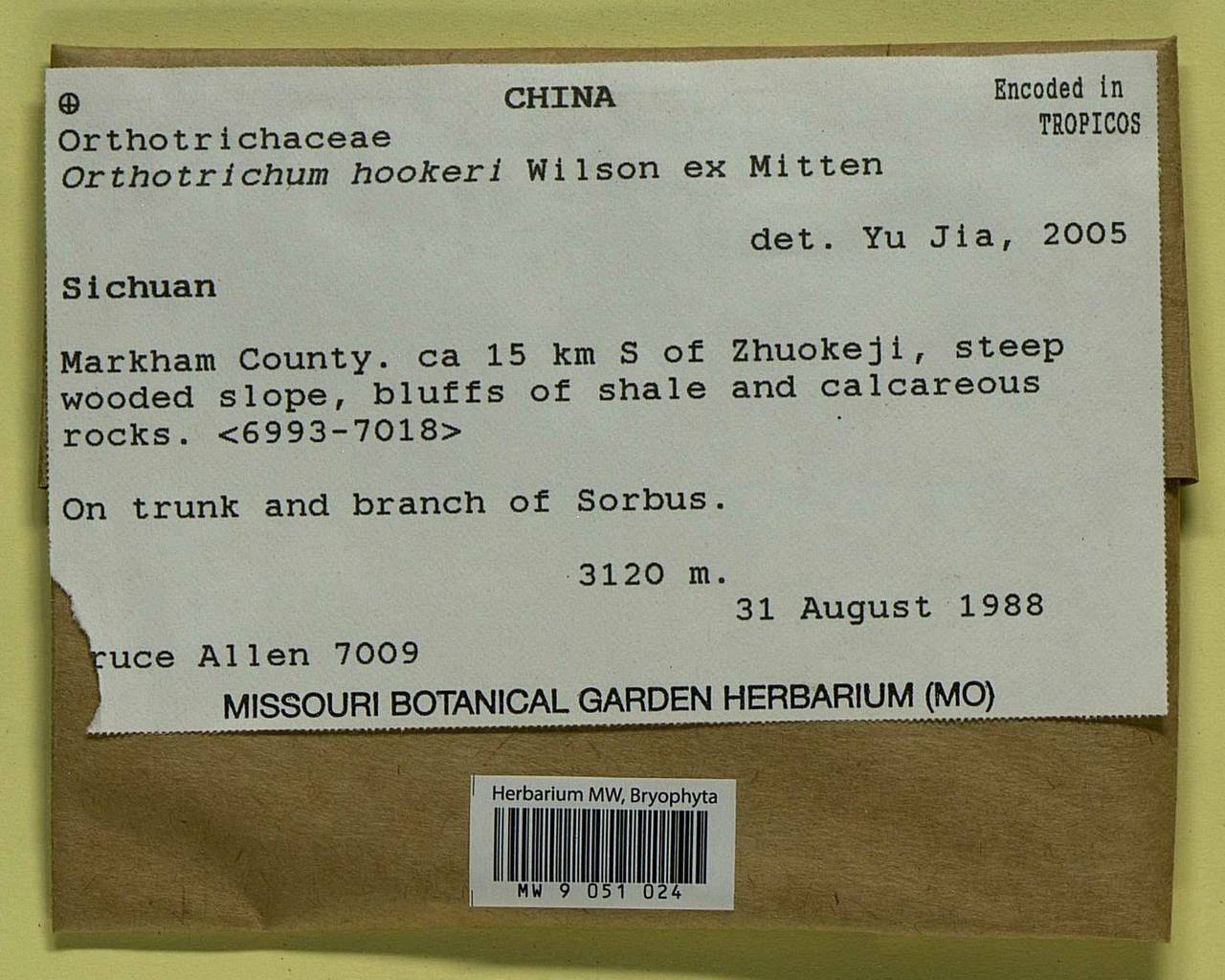 Lewinskya hookeri (Wilson ex Mitt.) F. Lara, Garilleti & Goffinet, Гербарий мохообразных, Мхи - Азия (вне границ бывшего СССР) (BAs) (КНР)