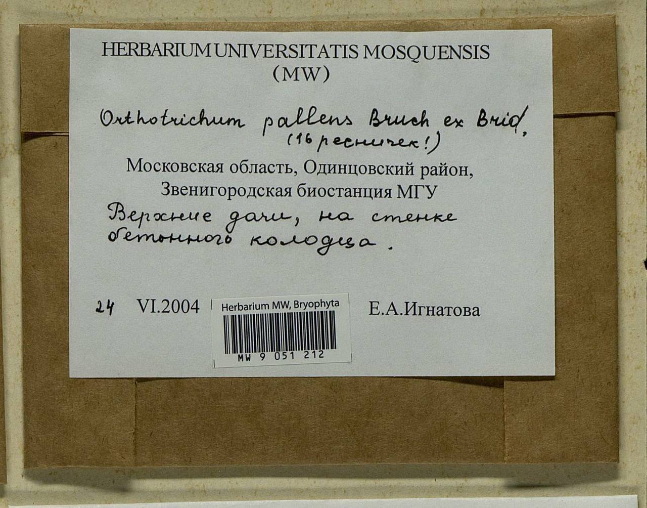 Orthotrichum pallens Bruch ex Brid., Гербарий мохообразных, Мхи - Москва и Московская область (B6a) (Россия)