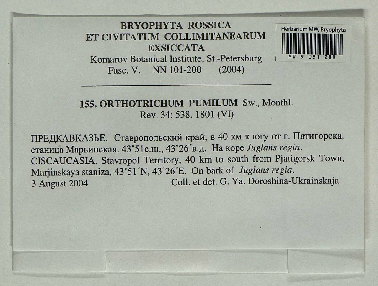 Orthotrichum pumilum Sw., Гербарий мохообразных, Мхи - Северный Кавказ и Предкавказье (B12) (Россия)