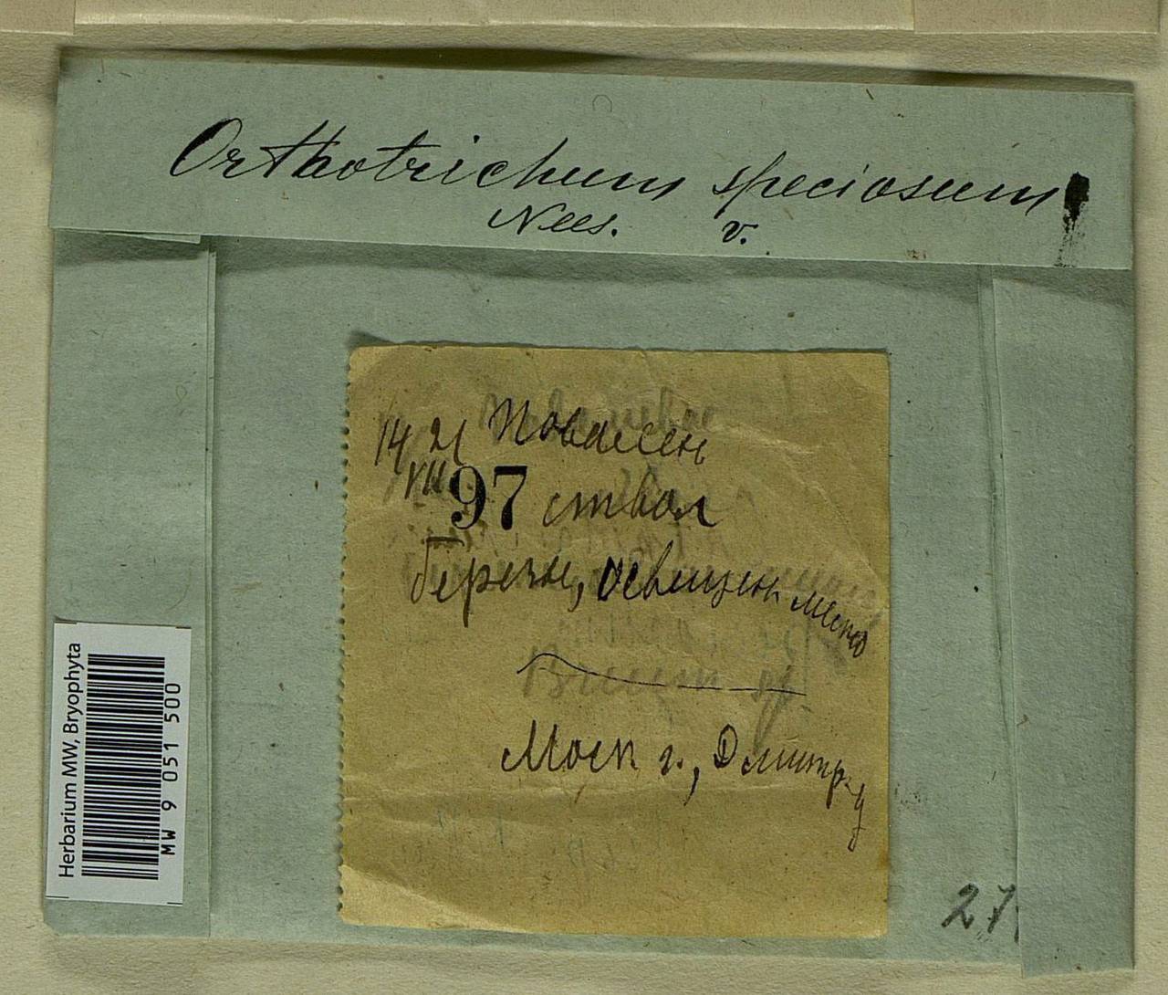 Lewinskya speciosa (Nees) F. Lara, Garilleti & Goffinet, Гербарий мохообразных, Мхи - Москва и Московская область (B6a) (Россия)