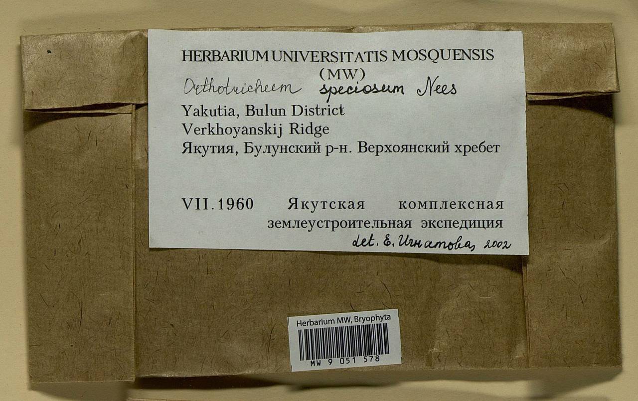 Lewinskya speciosa (Nees) F. Lara, Garilleti & Goffinet, Гербарий мохообразных, Мхи - Якутия (B19) (Россия)