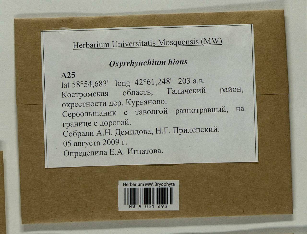 Oxyrrhynchium hians (Hedw.) Loeske, Гербарий мохообразных, Мхи - Центральное Нечерноземье (B6) (Россия)