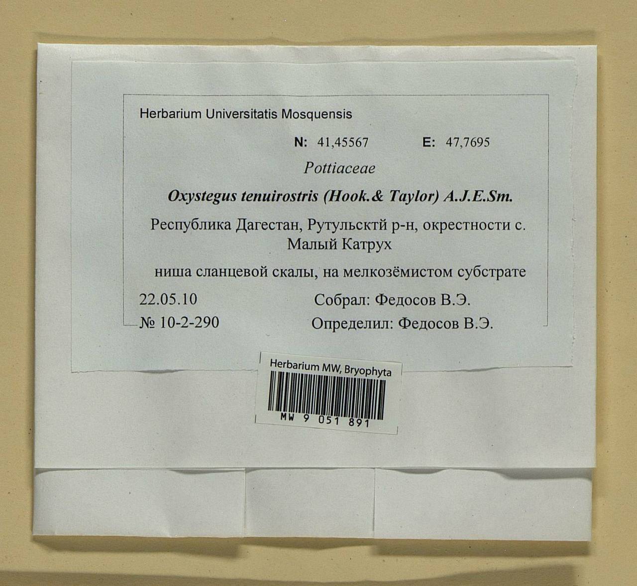 Chionoloma tenuirostre (Hook. & Taylor) M. Alonso, M.J. Cano & J.A. Jiménez, Гербарий мохообразных, Мхи - Северный Кавказ и Предкавказье (B12) (Россия)