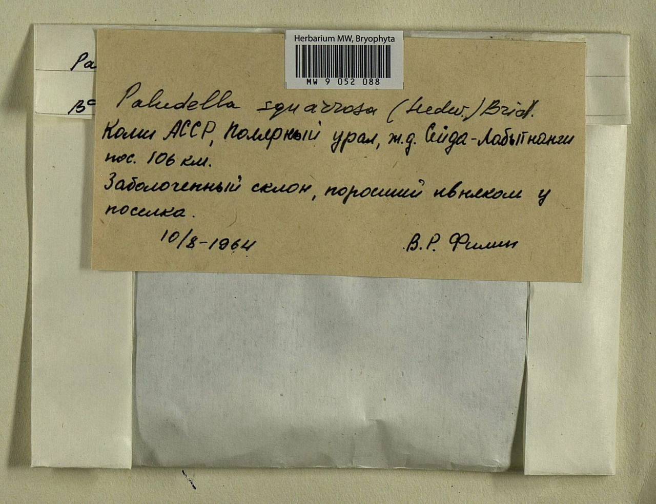 Paludella squarrosa (Hedw.) Brid., Гербарий мохообразных, Мхи - Архангельская и Вологодская области, Коми, Ненецкий АО (B7) (Россия)