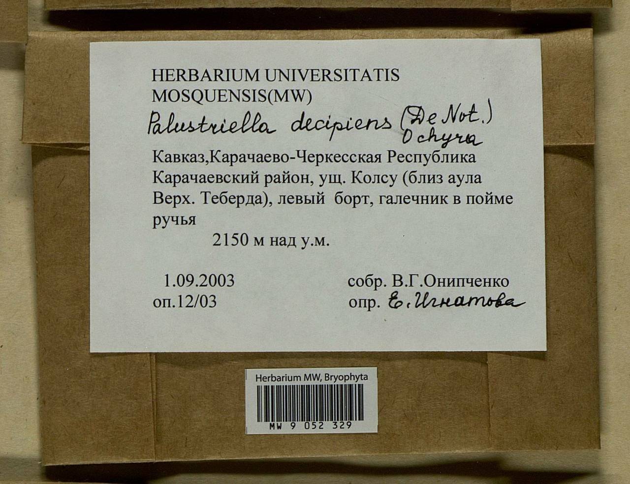 Palustriella decipiens (De Not.) Ochyra, Гербарий мохообразных, Мхи - Северный Кавказ и Предкавказье (B12) (Россия)