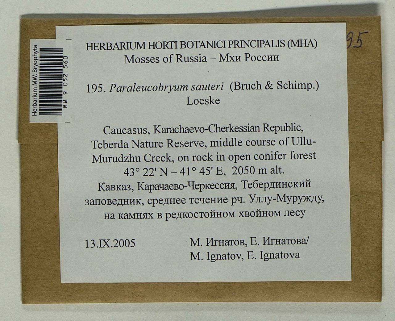 Paraleucobryum sauteri (Bruch & Schimp.) Loeske, Гербарий мохообразных, Мхи - Северный Кавказ и Предкавказье (B12) (Россия)