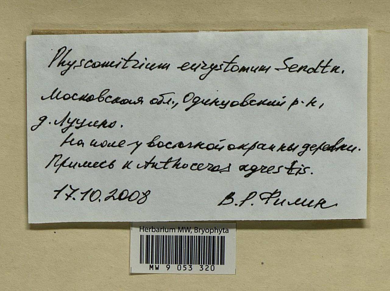 Physcomitrium eurystomum Sendtn., Гербарий мохообразных, Мхи - Москва и Московская область (B6a) (Россия)