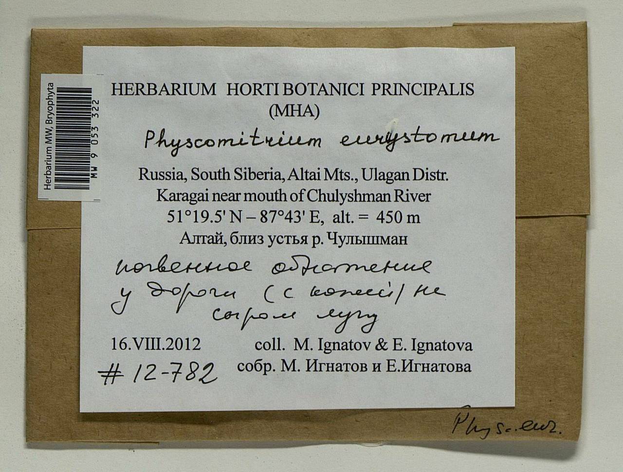 Physcomitrium eurystomum Sendtn., Гербарий мохообразных, Мхи - Западная Сибирь (включая Алтай) (B15) (Россия)