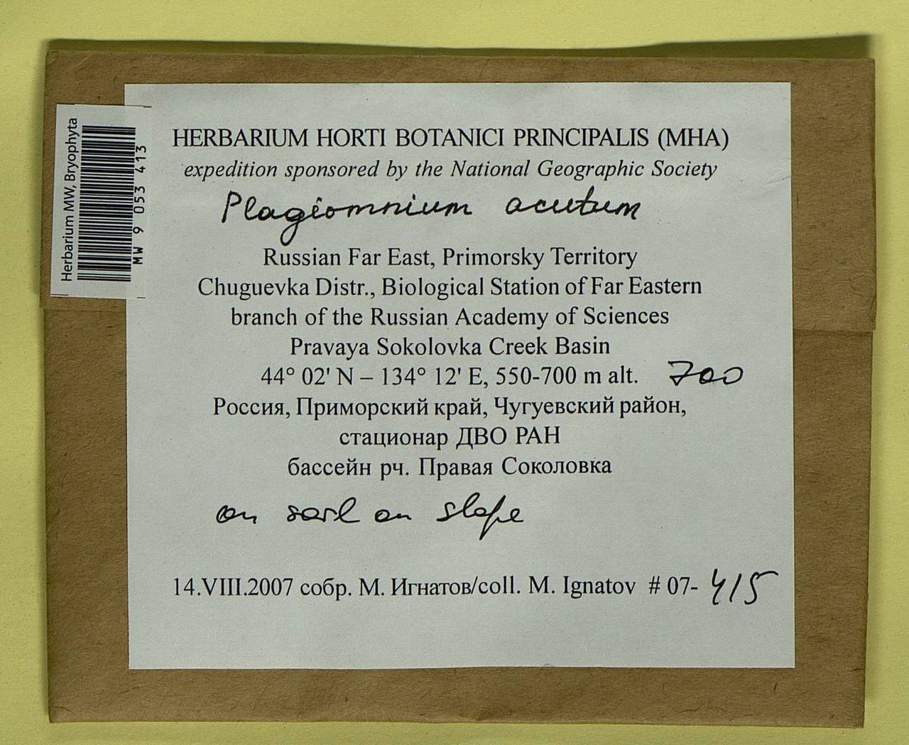 Plagiomnium acutum (Lindb.) T.J. Kop., Гербарий мохообразных, Мхи - Дальний Восток (без Чукотки и Камчатки) (B20) (Россия)