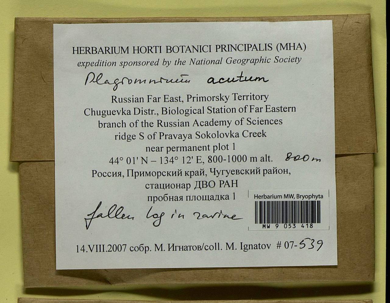 Plagiomnium acutum (Lindb.) T.J. Kop., Гербарий мохообразных, Мхи - Дальний Восток (без Чукотки и Камчатки) (B20) (Россия)