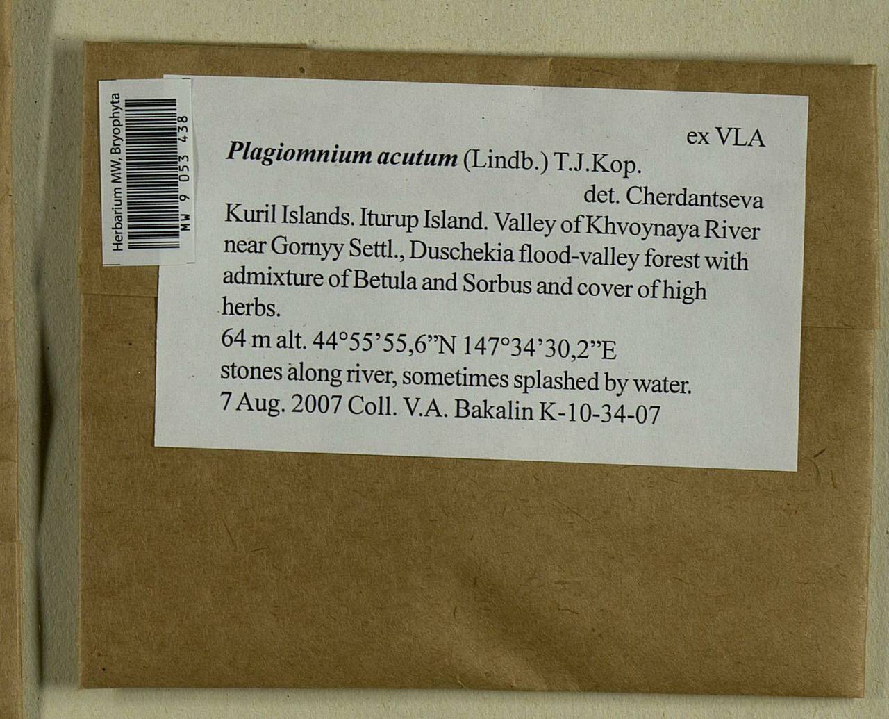 Plagiomnium acutum (Lindb.) T.J. Kop., Гербарий мохообразных, Мхи - Дальний Восток (без Чукотки и Камчатки) (B20) (Россия)